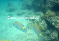 Digital Image Picture Photo Pic Andaman India underwater coral life scuba AND061