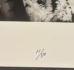 Original GEIR JORDAHL ‘Botanical Gardens Melbourne Australia’ Plants PHOTOGRAPH