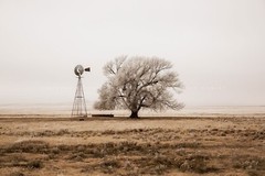 Windmill Photography Print: New Mexico Tree High Plains Sepia Country Photo