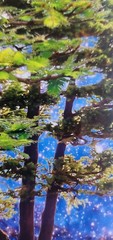 David Harrison Digital Photography Acrylic Art Chicago Botanic Garden Bonsai ’17