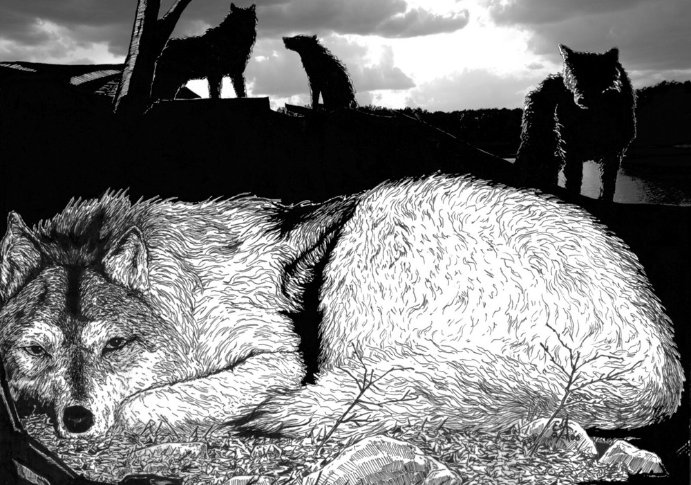 art print 18″ x 13″ Wolf en Ink drawing wilderness wildlife multi-media wolfpack