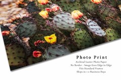 Prickly Pear Cactus Photography Print | Desert Picture | West Texas Wall Art