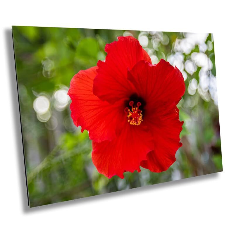 Ruby Blooms: Red Hawaiian Hibiscus Flower Tropical Wall Art Metal Canvas Print