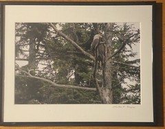 Bald Eagle Resting On A Tree 11.5×14.5” Framed Photograph