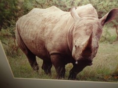 African Rhino Original Photograph, 16 x 13″ Custom Matted And Framed
