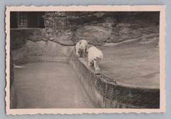 Munich 1940 – Zoo Polar Bear Enclosure – Old Photo