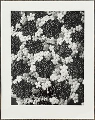 Karl Blossfeldt, Common Snowball, Photograph from Estate, 2010