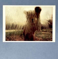 Lioness In Baltimore 1986 Art Print Card Photo Jacqueline Hayden Fotofolio 4”x6”