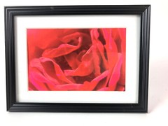RED ROSE FLOWER 4×6 » MATTED AND FRAMED PHOTO PRINT, READY TO HANG
