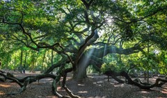 Angle oak 17X25 charleston limited edition nature wall decor photography