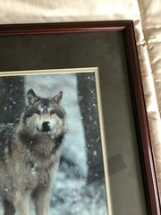 «WOLF EARLY WINTER SNOW» OPEN EDITION FRAMED PHOTOGRAPH BY CHET DOWELL