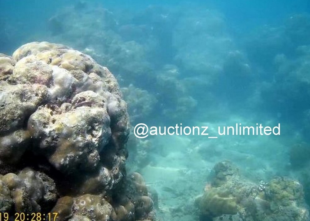 Digital Image Picture Photo Pic Andaman India underwater coral life scuba AND041