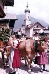 35mm slide · folk customs – cattle drive