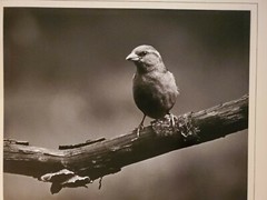 SPARROW ORIGINAL SIGNED ART PHOTO B&W STETTNER VTG MATTE NJ CAMERA