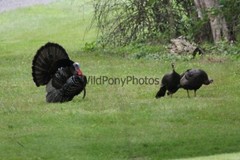 Turkey Photo, Pick One Image – Various Sizes