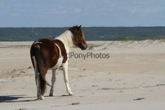 Assateague Island Nat’s Seashore Horse Photo 1, Pick One Image – Various Sizes