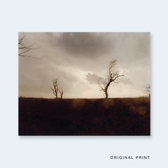 TODD HIDO Nazraeli One Picture Book SET 59 Cracked Trees Signed