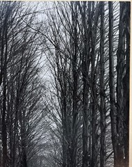 Original CLEMENS KALISCHER ‘Path in the Woods POWNAL VERMONT’ Landscape PHOTO