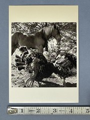 Alen MacWeeney (b. 1939) Art Photo Print Card 1985 Farm Scene Turkeys Horse