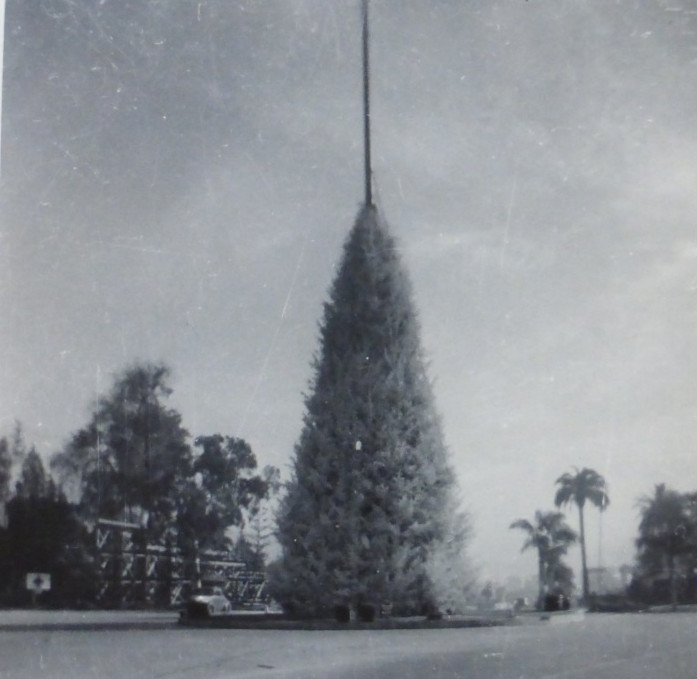 Vintage 1941 & 1943 Pasadena Photographs,The Christmas Tree Circle,Hinterlands