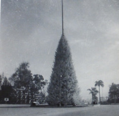 Vintage 1941 & 1943 Pasadena Photographs,The Christmas Tree Circle,Hinterlands