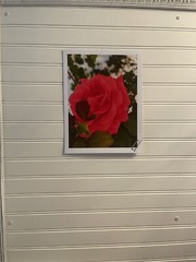 Garden Rose #10 – landscape photograph 8.5×11