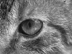 fine art GLASS PHOTO NEGATIVE, 1910’s, CAT, amazing CAT’s portrait it is an ori