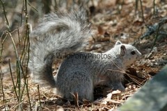 Delmarva Fox Squirrel Photo, Pick One Image – Various Sizes