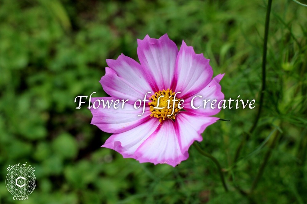 Flower Photography Pink Garden Cosmo plant photo print minimalist wall art image