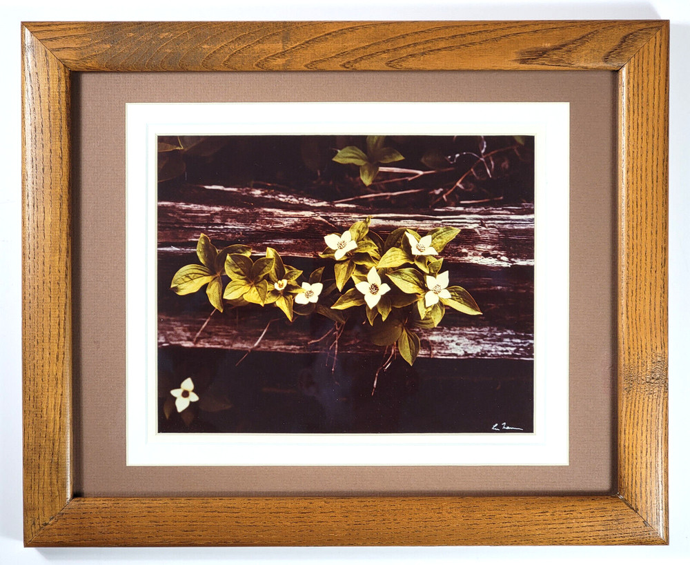 Vtg «Canadian Dogwood» 8×10 Photograph, Signed, Matted & Framed (13×16) LEE MANN