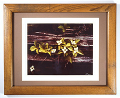 Vtg «Canadian Dogwood» 8×10 Photograph, Signed, Matted & Framed (13×16) LEE MANN
