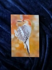 Magnificent Flying Bird Portraits. One Of A Kind Anywhere In The World.