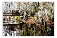 Phinizy Swamp – Fine Art Nature Photography by Bear8Photo
