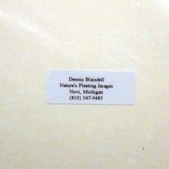 Wolf Photograph Professionally Matted Photo Professional Mat Dennis Blaisdell