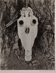 Large Format Black & White Photo Primal Manifestation #9 by Charles Fendrock