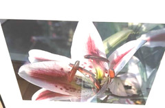 Art Photo 18×24″ William Moriarity Oriental Lily FRAMED matted signed Glass NICE