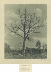 Lonely tree antique art photo by Danford Barney