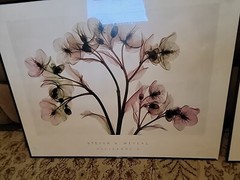 ALSTROMERIA Hellebore 2 STEVEN MEYERS XRAY FLORAL FLOWERS SEE THROUGH Art Print