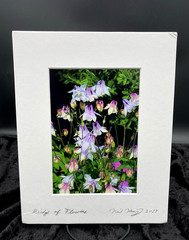 Original Photo Purple Columbine Flowers (Aquilegia), Signed & Matted, 8″ x 10″