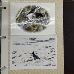 Wildlife Birds and their Natural Habitat in Collector’s Photo Album-Purple Finch