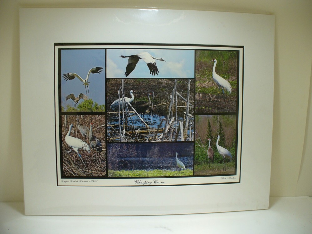 MATTED PHOTOGRAPHY Paynes Prairie Preserve Whooping Crane 20×16 Dominick Martino