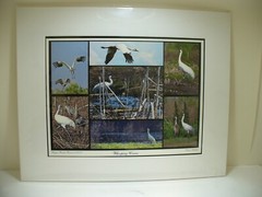 MATTED PHOTOGRAPHY Paynes Prairie Preserve Whooping Crane 20×16 Dominick Martino