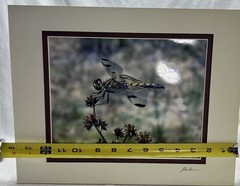Marthas Pennant Dragonfly Matted Photograph Signed John Boland Artwork 11×14