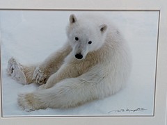 Thomas Mangelsen Signed Limited Edition Framed Print Snowflake 1992 22×18″