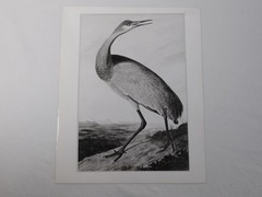 1966 John Audubon Birds America Set 7 Photographs for NY Historical Society Book