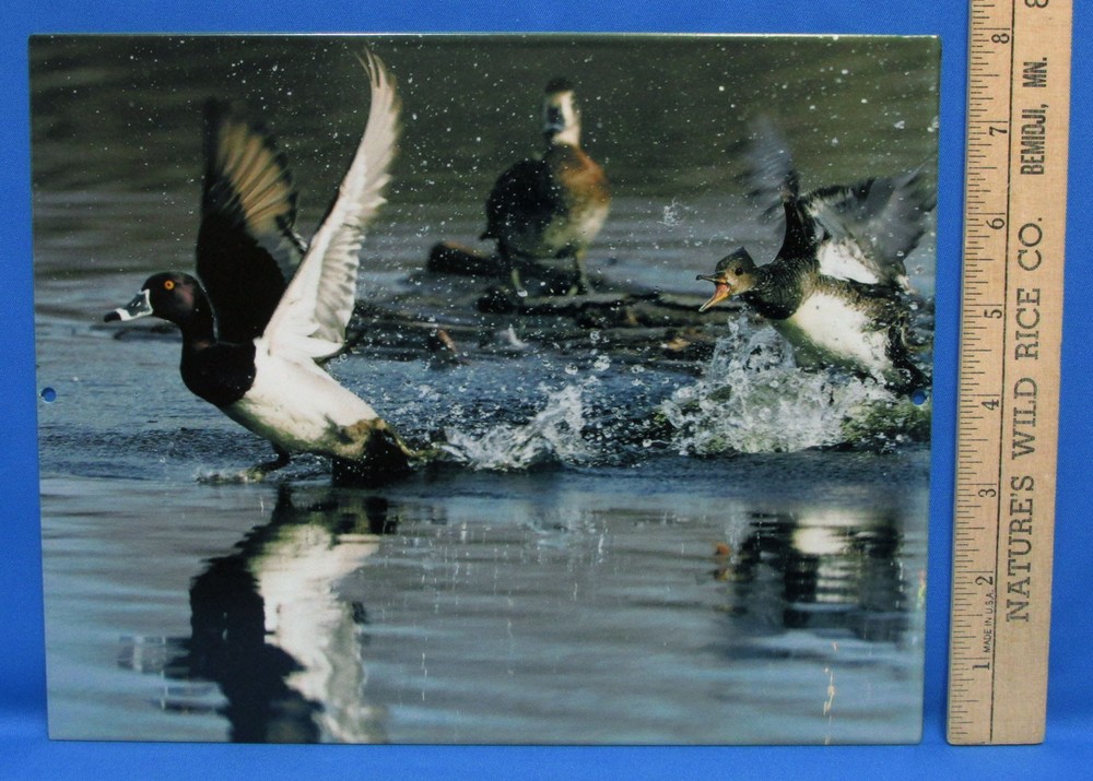 Mark Lewer Ducks Taking Flight Wall Decor Printed on Metal Photography Nature