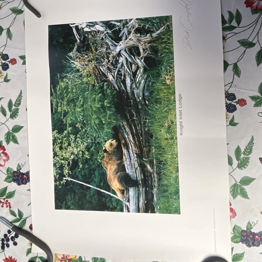 David Campbell Signed Bear Photograph Knight Inlet Lodge Wildlife Landscape
