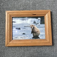 Kennan Ward Photography Bear On Rock On Water 5×7 Photograph Signed Wood Framed