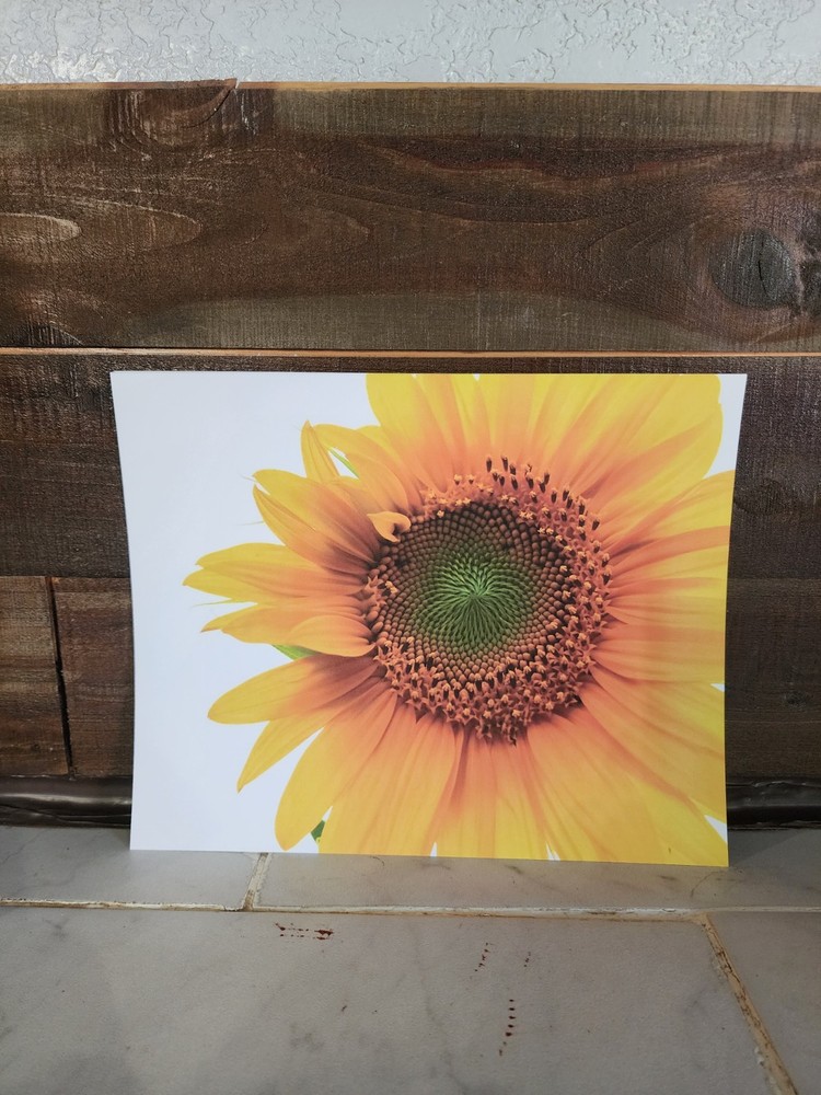 8×10 Sunflower Photograph Print – Original Nature Art Matte Photo Wall Decor