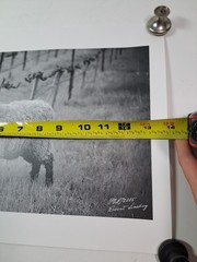 2005 Art Photograph Of A Woolly Sheep In A Vineyard By Robert Sinskey